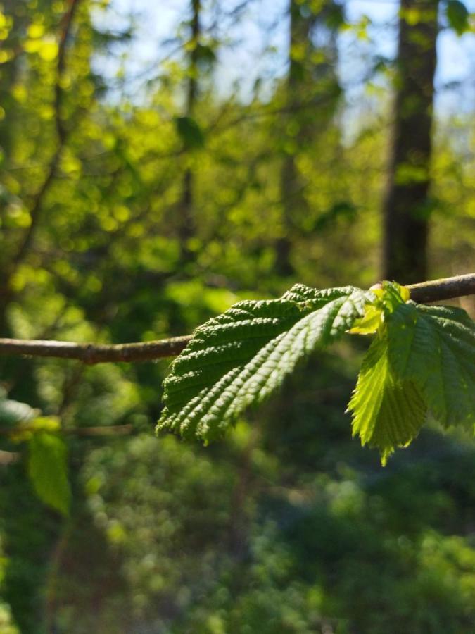 Przy Lesie Villa Białowieża Exteriör bild