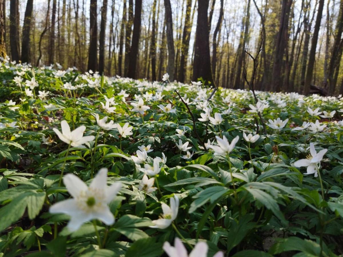 Przy Lesie Villa Białowieża Exteriör bild