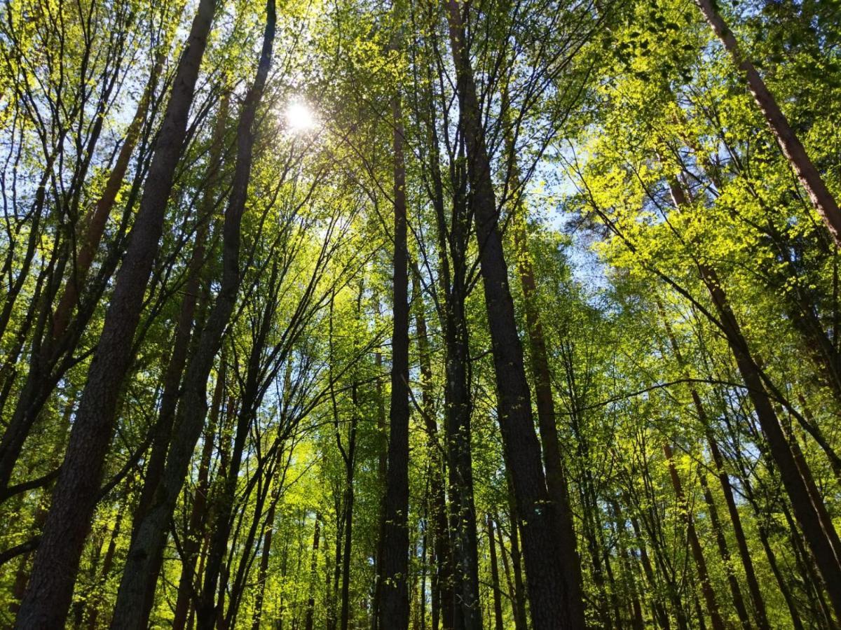 Przy Lesie Villa Białowieża Exteriör bild